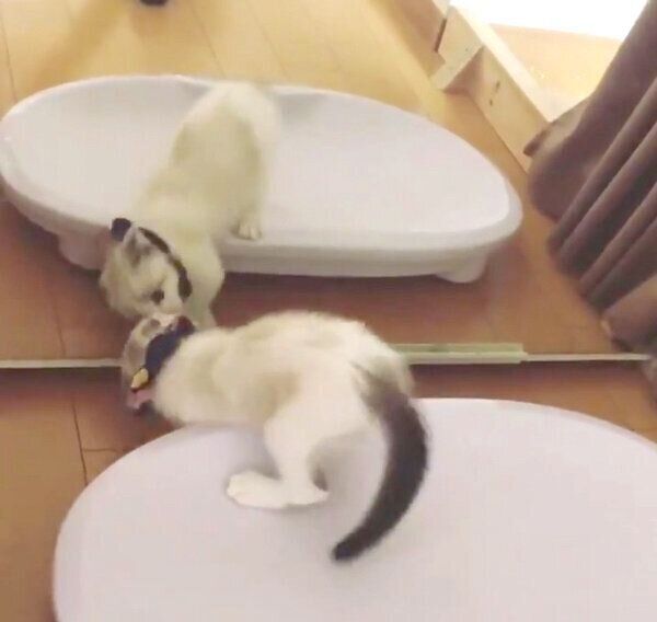 鏡が気になるはにまるくん