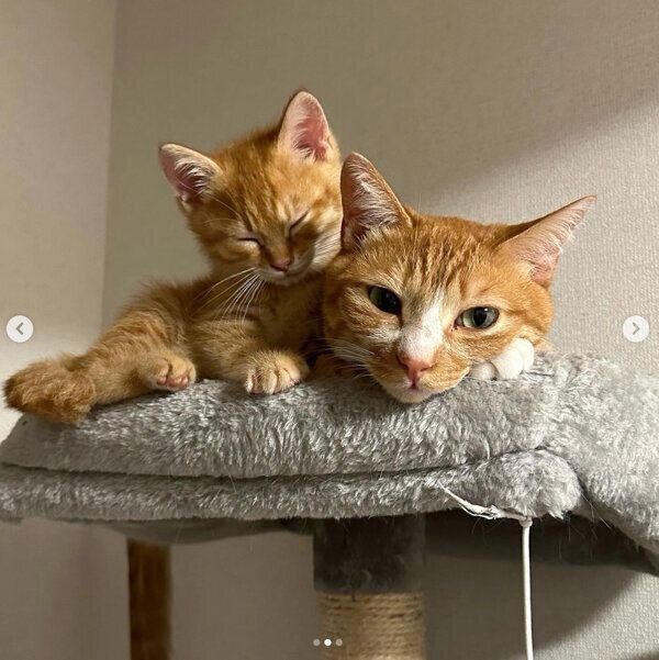 仲良くくつろぐてとくん、うりくん