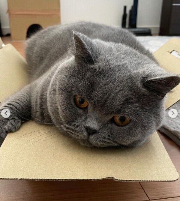 段ボール箱にご満悦のあおくん