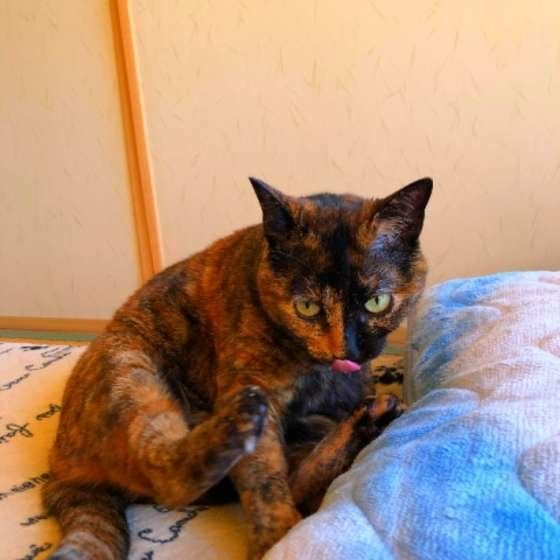 サビ　リンリン