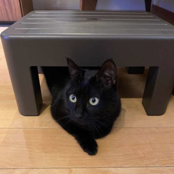 MIX 黒 まろ 踏み台の下から