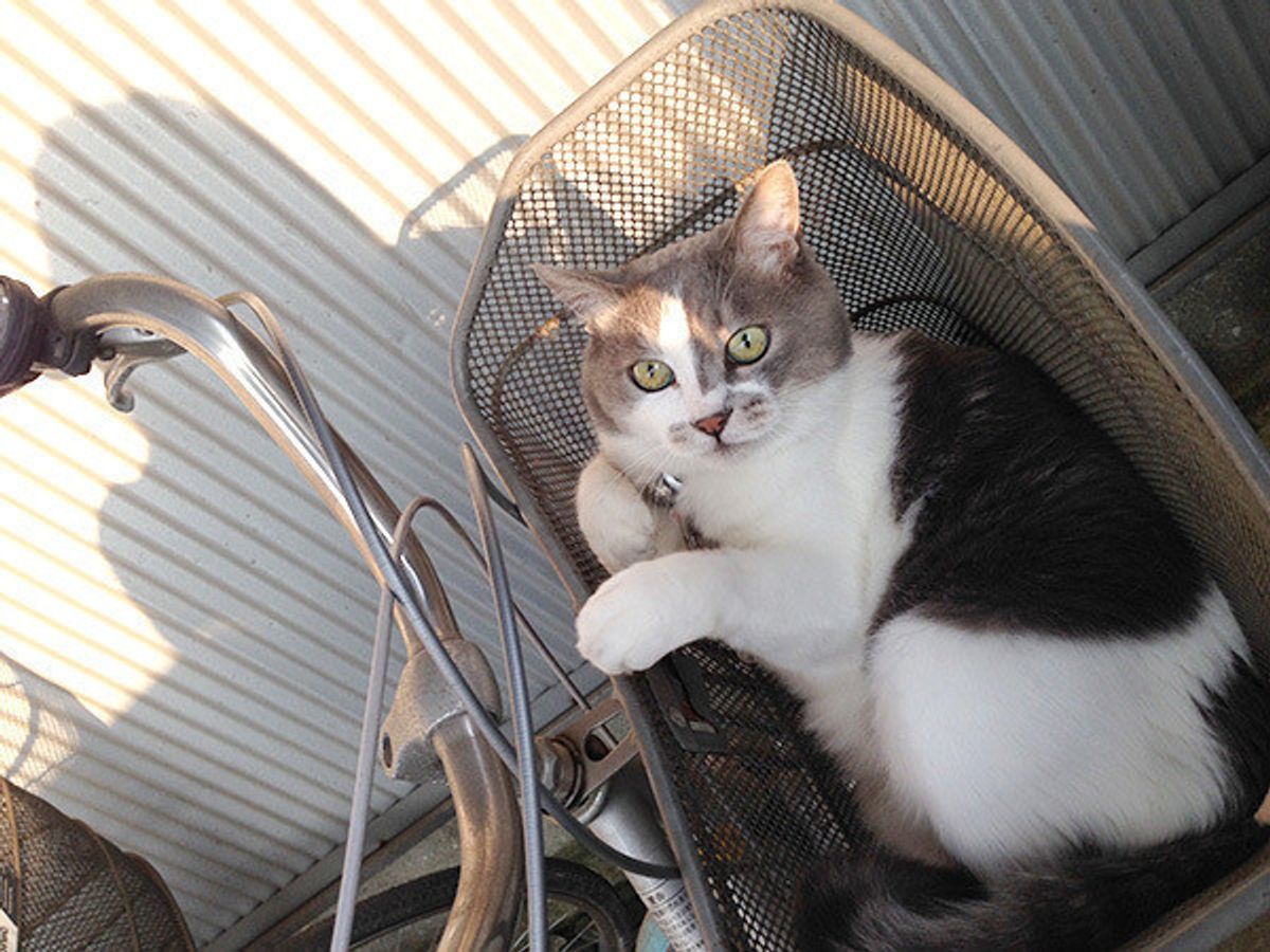 生まれ変わったら猫になりたい 猫飼い主さんの本音 ねこのきもちweb Magazine