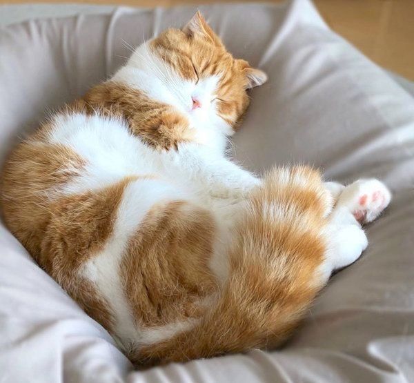 眠るまーるくん