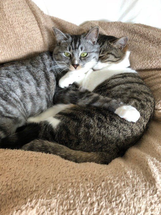 抱き合って寝転ぶ猫たち