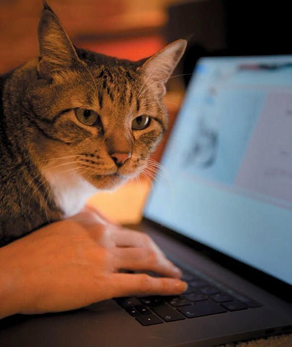 あなたと暮らす愛猫の世界には22の好きがあふれている