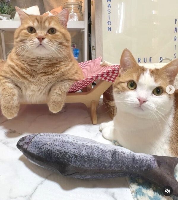 仲良しなミルくん、まるくん