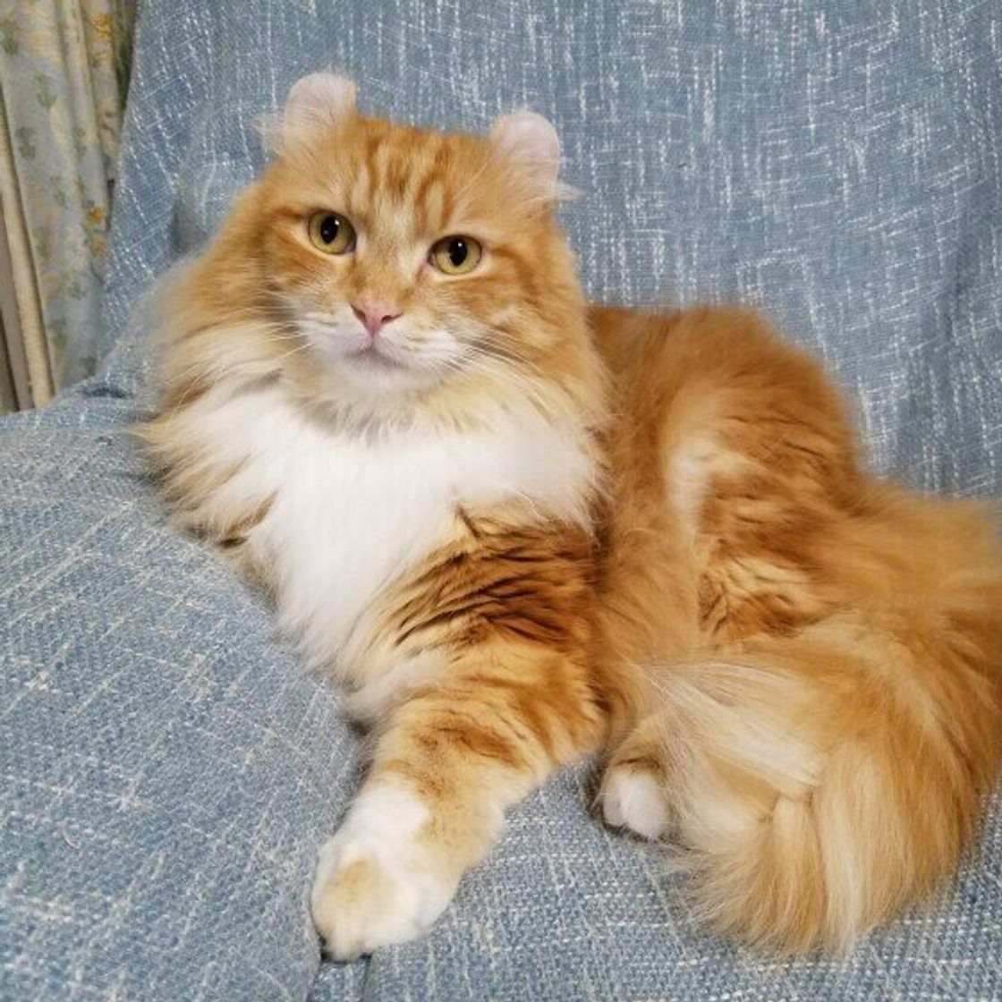 アメリカンカールの特徴と飼い方 可愛い画像いっぱい ねこのきもち 猫図鑑 ねこのきもちweb Magazine アメリカンカールの特徴と飼い方 可愛い画像いっぱい ねこのきもち 猫図鑑 ねこのきもちweb Magazine