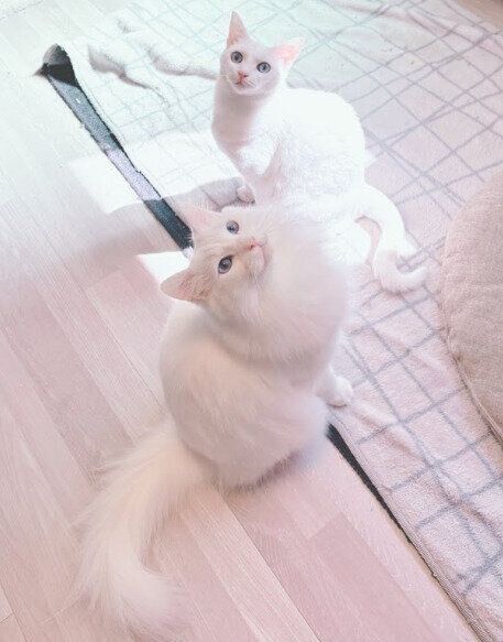 見上げる2匹の猫