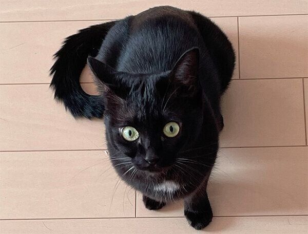 見つめるあんこちゃん