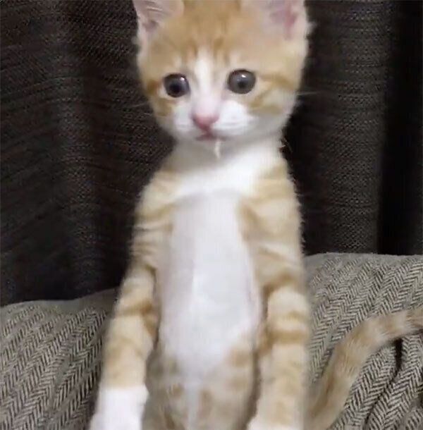 テイッシュでイタズラをしたいなりくん