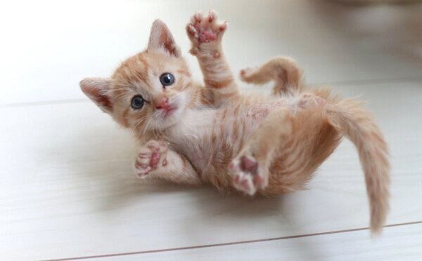 寝転がるとんかつちゃん