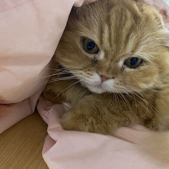 布団から顔を見せる茶トラ猫