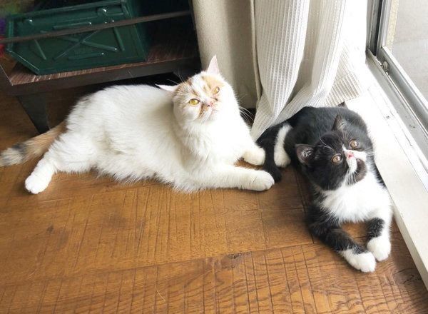 おもちちゃんと八ちゃん