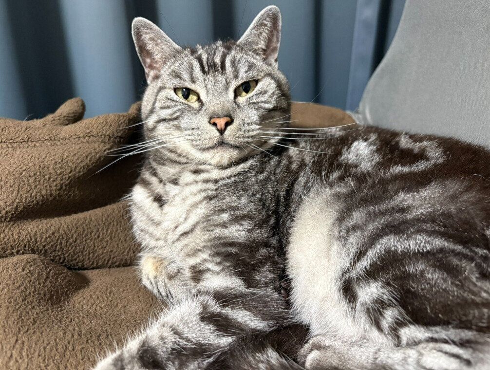 飼い主を見つめるスコティッシュフォールド