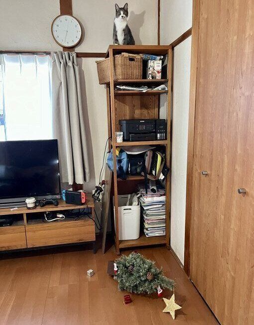 クリスマスツリーを落とした灰白ちゃん