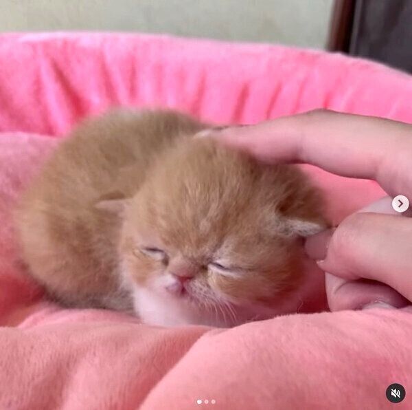 飼い主さんの家にやってくる前のまめ吉くん