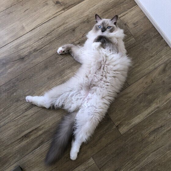 ヘソ天するラグドール