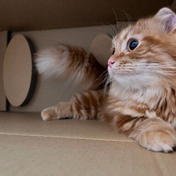 段ボールに入るmerciくん（マンチカン）