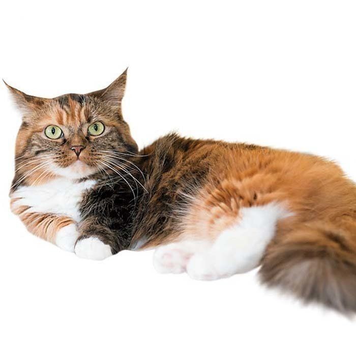 撮影／中川文作