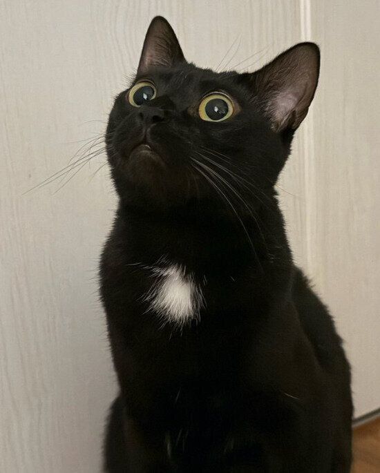 同居猫を見つめる猫