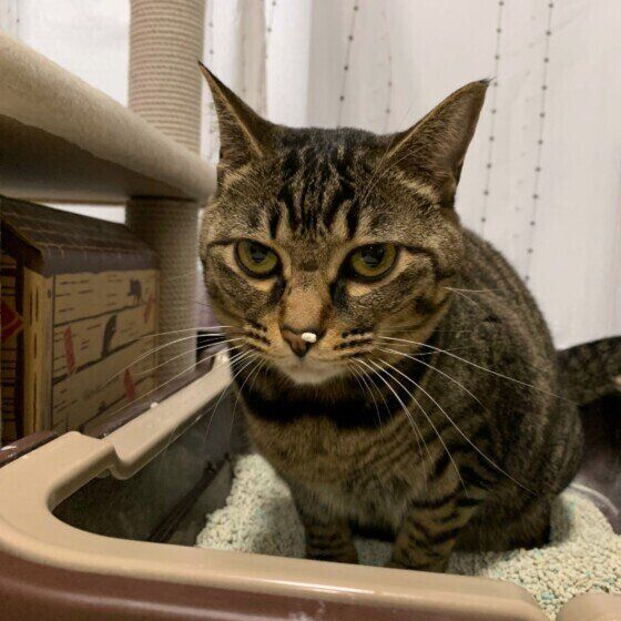 鼻に猫砂をつける猫