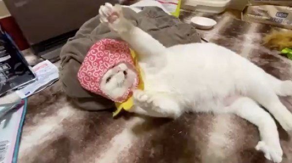 猫じゃらしでで遊ぶシャオリンちゃん