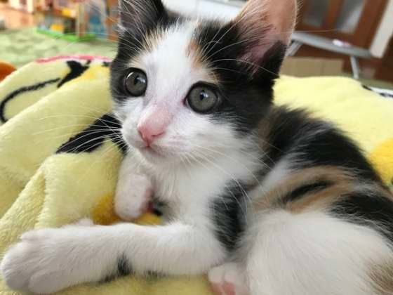 お布団でくつろぐ猫