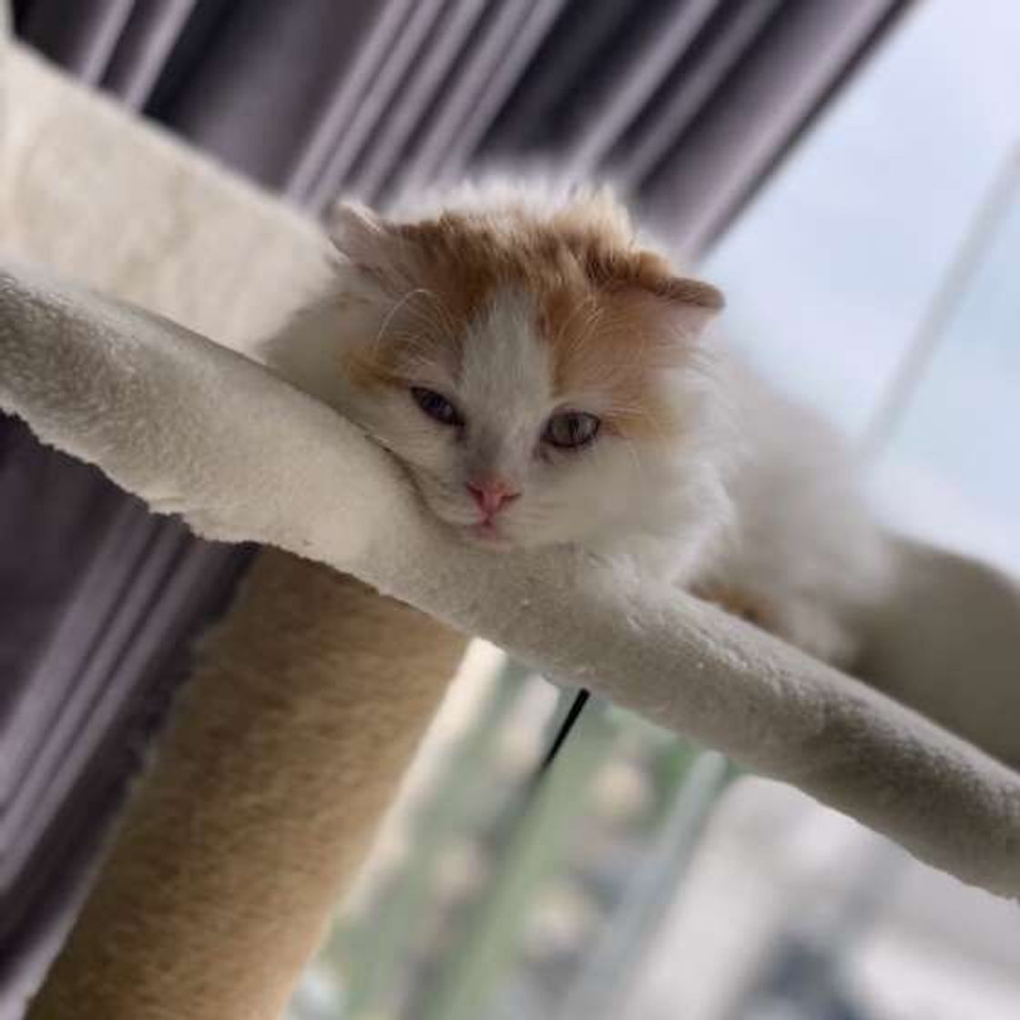猫の 吐く を減らそう 猫のために飼い主さんができること ねこのきもちweb Magazine 猫の 吐く を減らそう 猫のために飼い主さんができること ねこのきもちweb Magazine