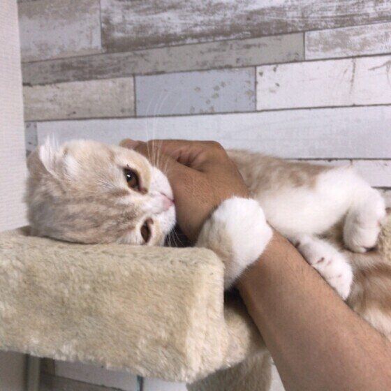 スコティッシュ・フォールドのくるみちゃん