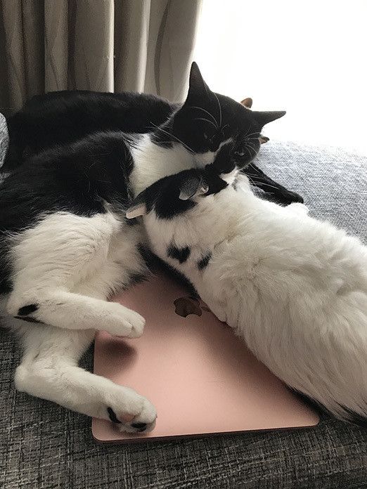 一体どこへ！？消えたMacの謎と猫