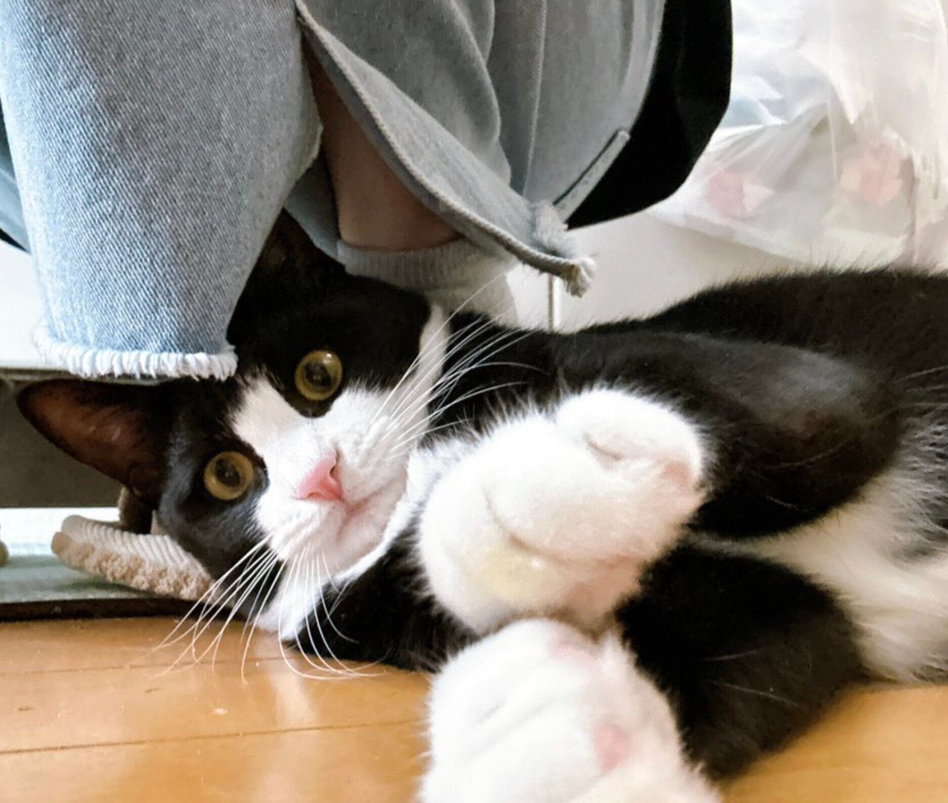 見つめるめいちゃん。