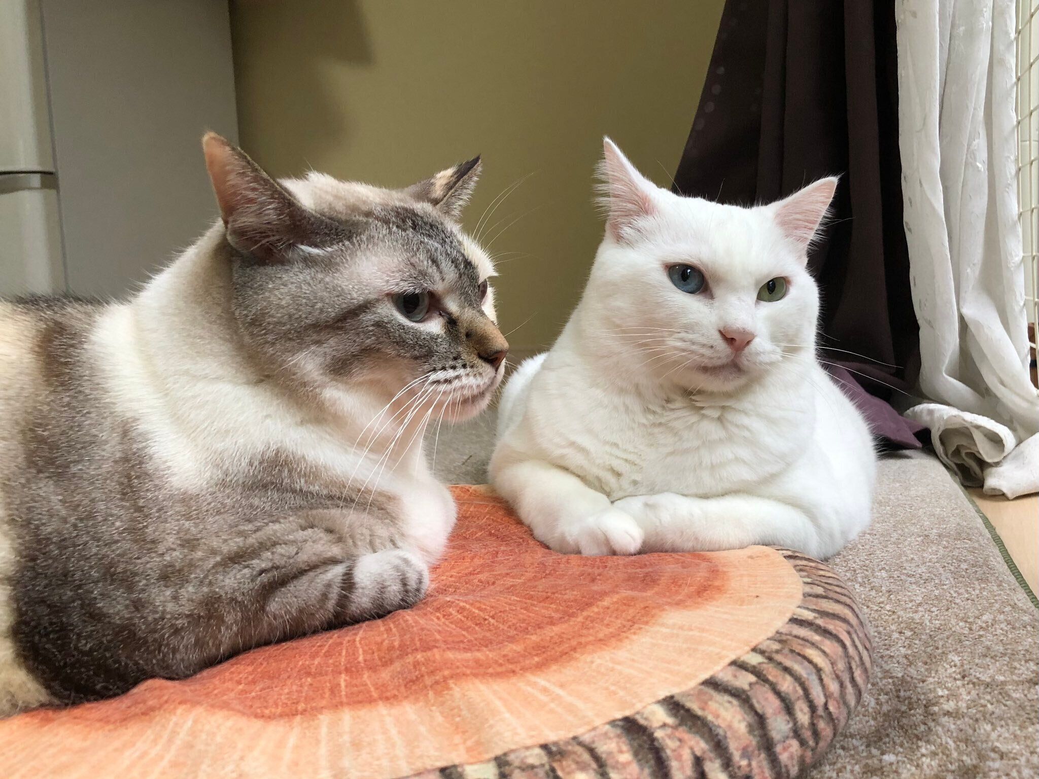 まったりするすずちゃん、マルくん