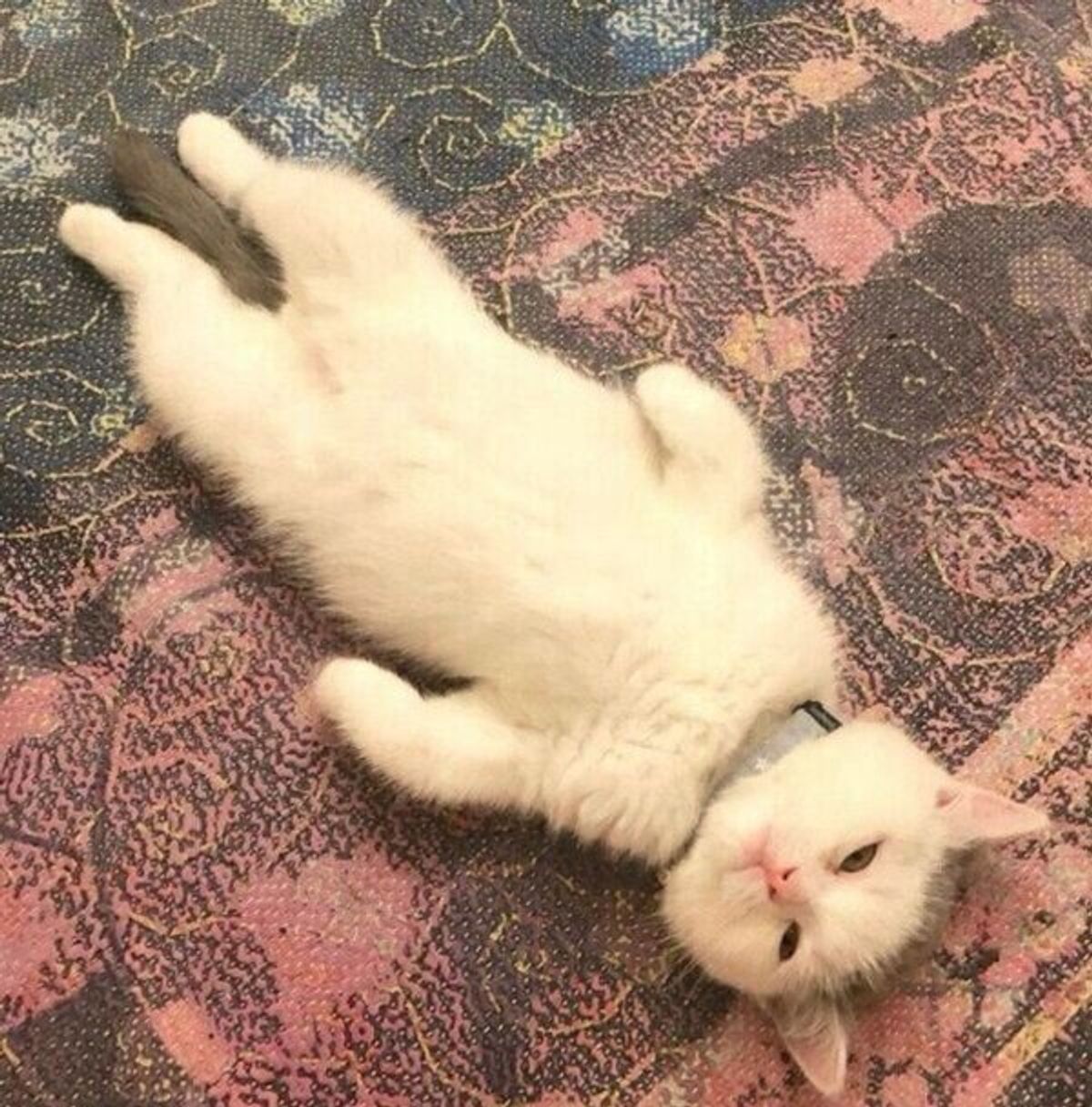 衝撃的な寝姿や特徴的な毛柄がかわいすぎ 見ている人を魅了する子猫の魅力に迫る ねこのきもちweb Magazine 衝撃的な寝姿や特徴的な毛柄がかわいすぎ 見ている人を魅了する子猫の魅力に迫る ねこのきもちweb Magazine