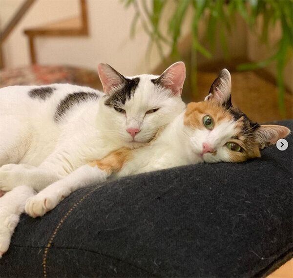 クーちゃん、リーちゃん