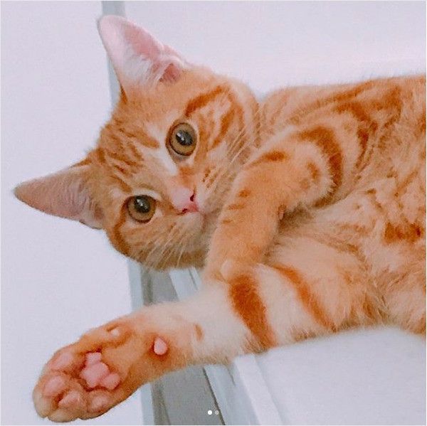 ランドセルで遊ぶニャンコ