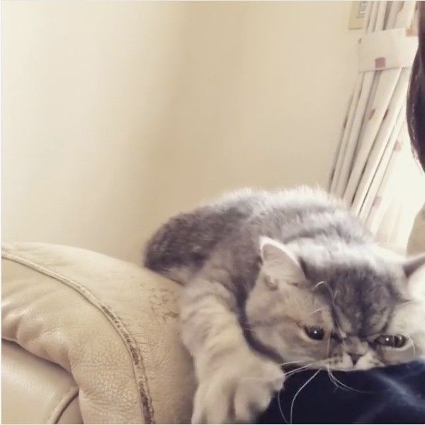 独特な愛情表現をするニャンコ