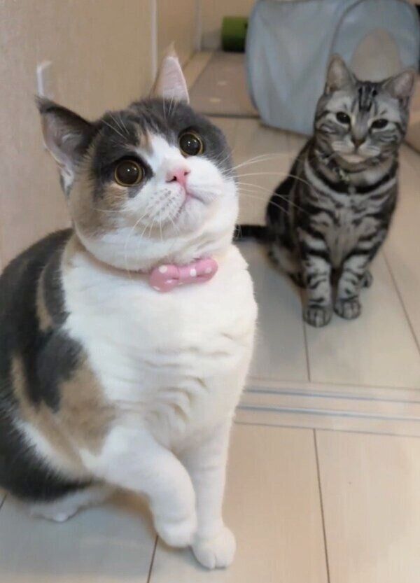 おてんばに成長したみゅーちゃん