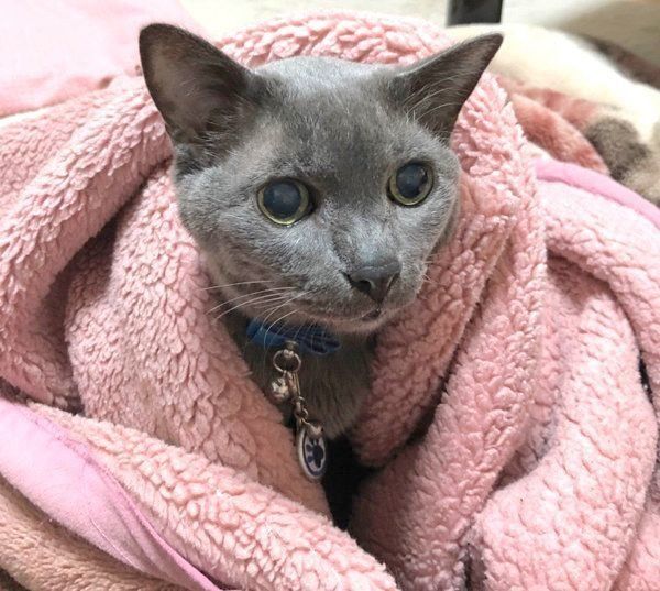 布団にくるまるニャーゴチンちゃん