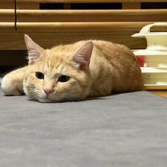 獣医師監修 アレルギー用のキャットフードはどうしたらいい 原因や治療法も解説 ねこのきもちweb Magazine
