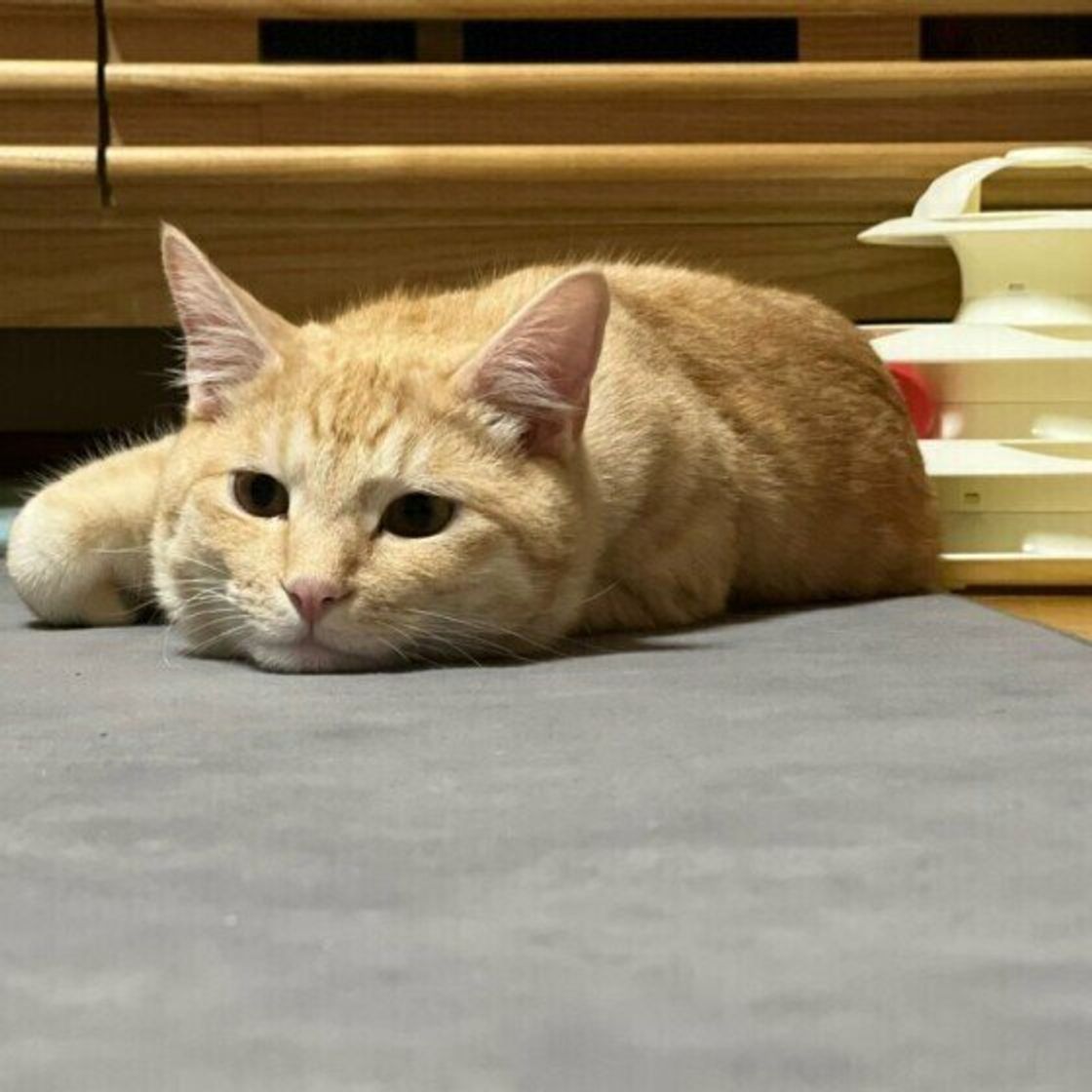獣医師監修 アレルギー用のキャットフードはどうしたらいい 原因や治療法も解説 ねこのきもちweb Magazine 獣医師監修 アレルギー用のキャットフードはどうしたらいい 原因や治療法も解説 ねこのきもちweb Magazine