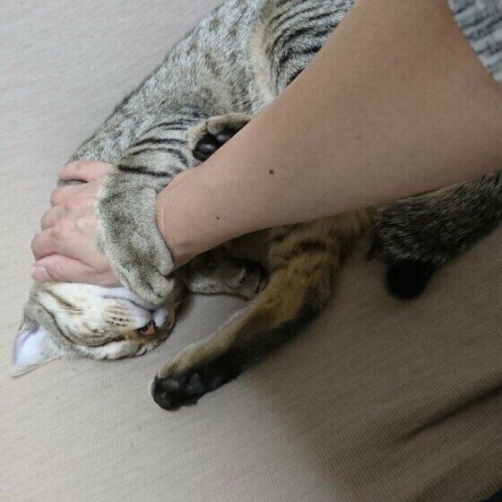 キジトラ猫のまめちゃん