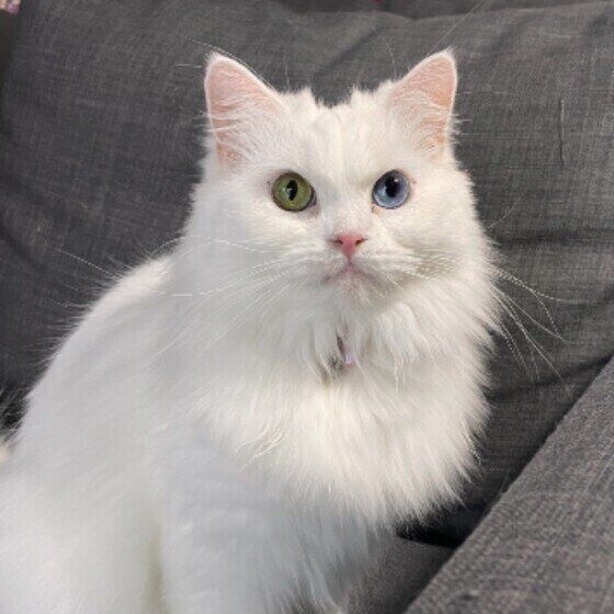 スコティッシュフォールドのまるちゃん