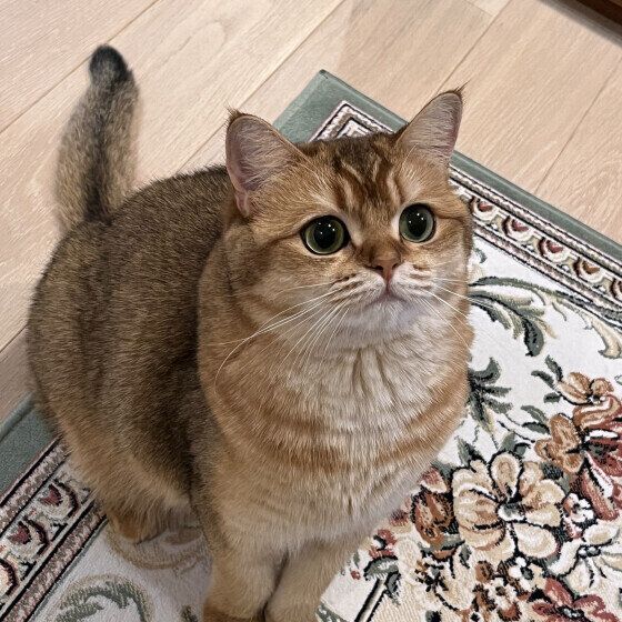 ブリティッシュショートヘアのイロナちゃん