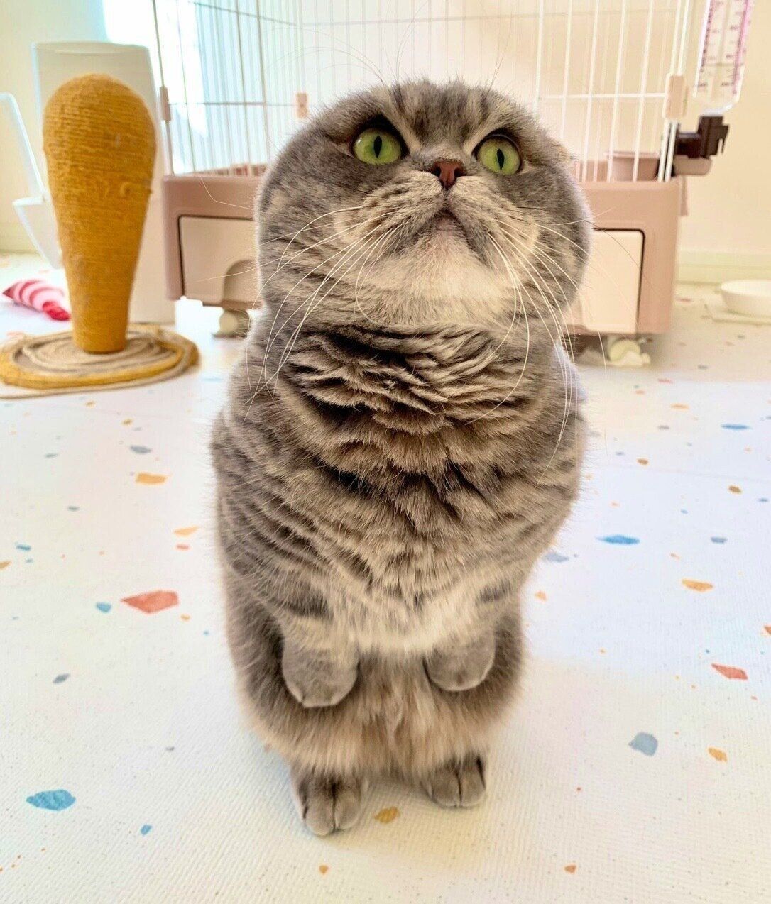 マンチカン立ちをするたこやきくん