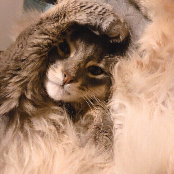 ソマリのブライアン メイちゃん