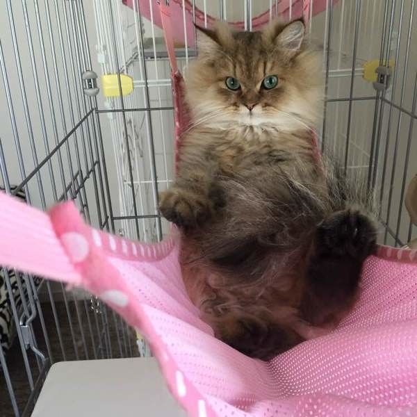 王様気分で座っているペルシャ猫