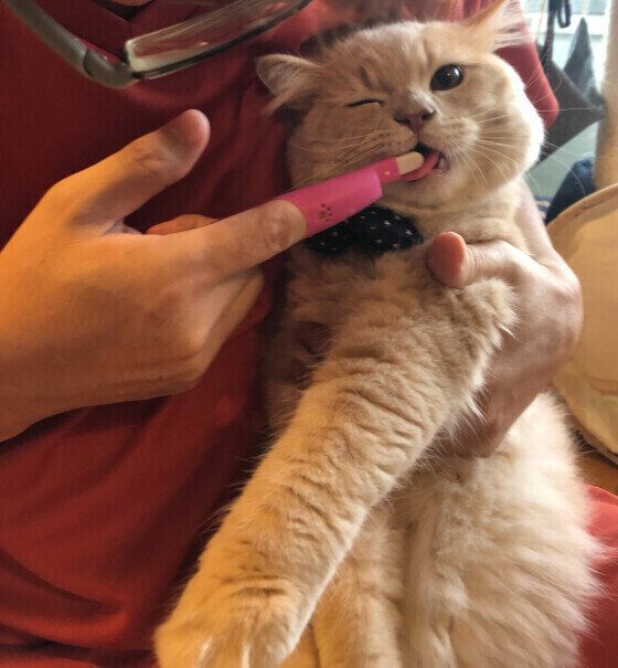 歯みがきをしてもらうラテくん