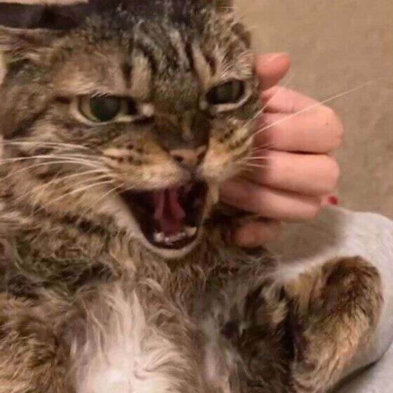 爪切りを嫌がる猫