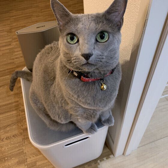 眼で訴えるロシアンブルー