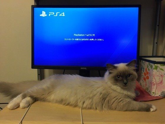 邪魔をするラグドールのROCOちゃん